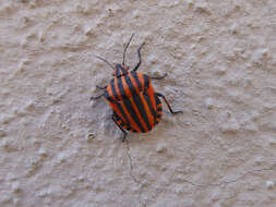 Image of <i>Graphosoma italicum</i>