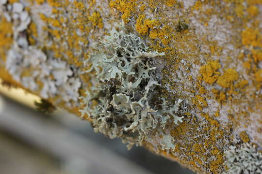 Image of ring lichen