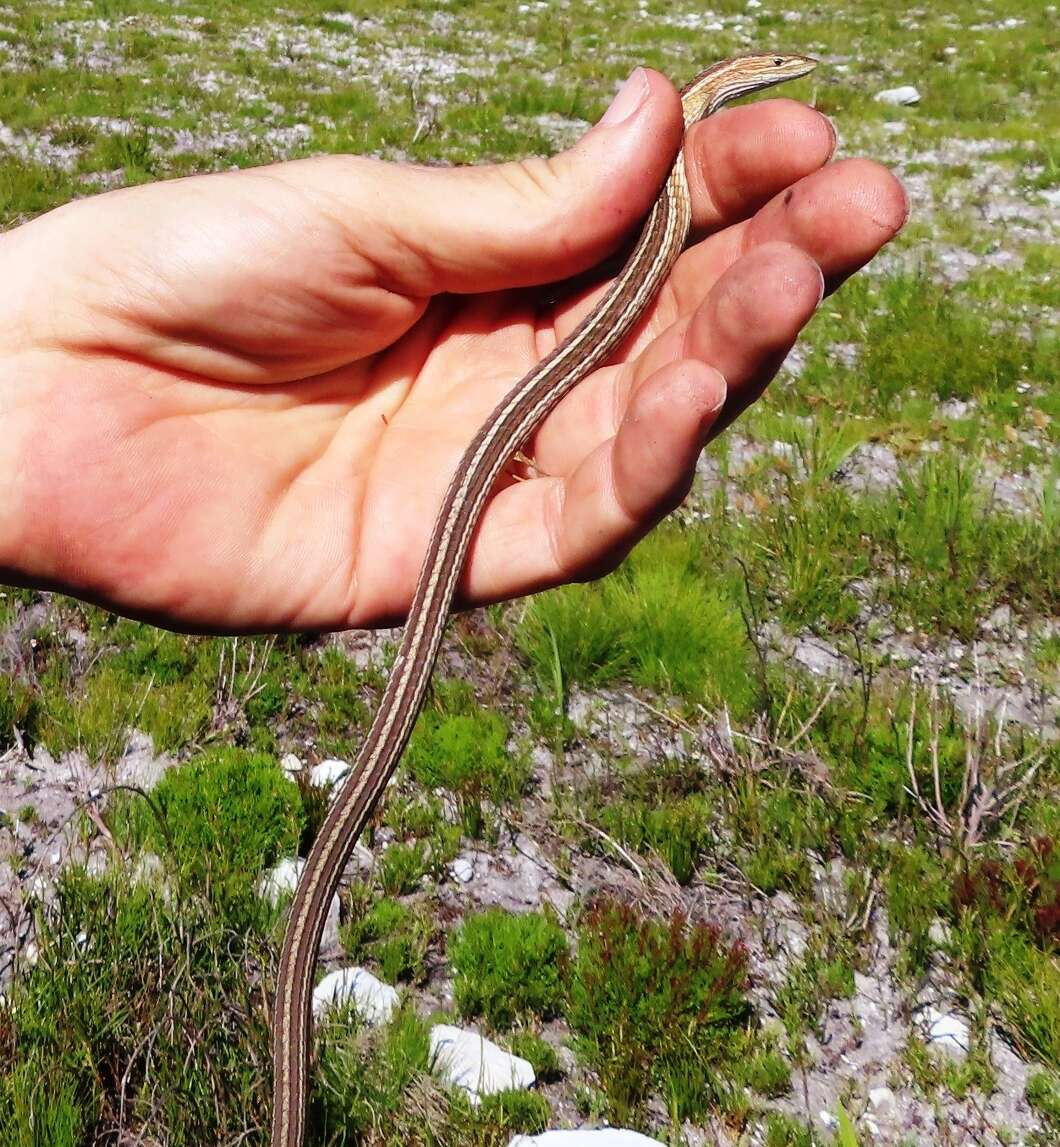 Image of Cape grass lizard