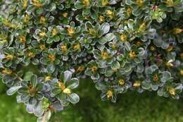 Image of Rhododendron kiusianum Makino