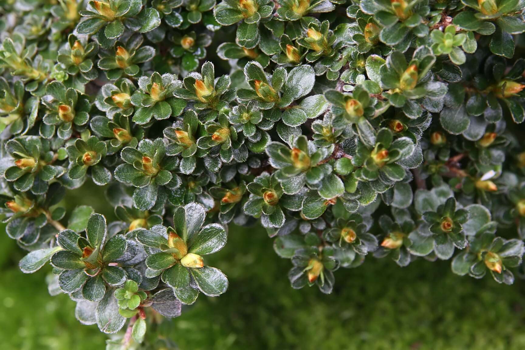 Image of Rhododendron kiusianum Makino