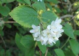 Image of fivepetal cliffbush