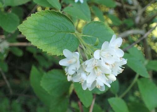 Image of fivepetal cliffbush