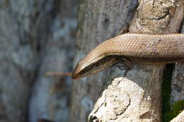 Image of Allapalli Grass Skink