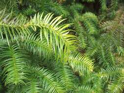 Image of Cunninghamia