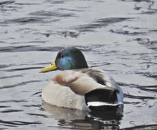 Image of Common Mallard