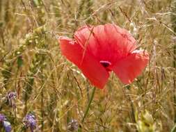 Image of corn poppy