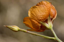 Image of plains flax