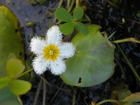 Image of Water-snowflake