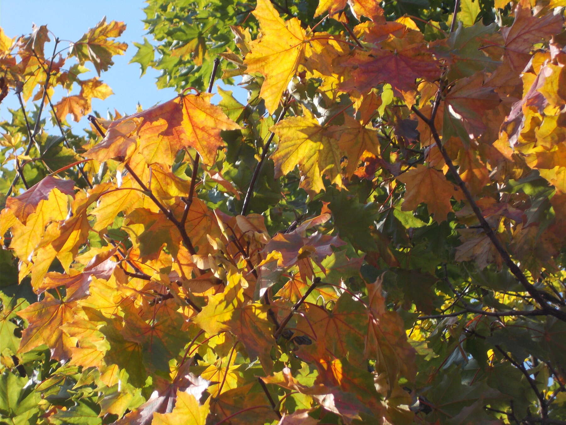 Image of Norway Maple