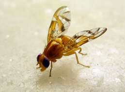 Image of Fruit fly