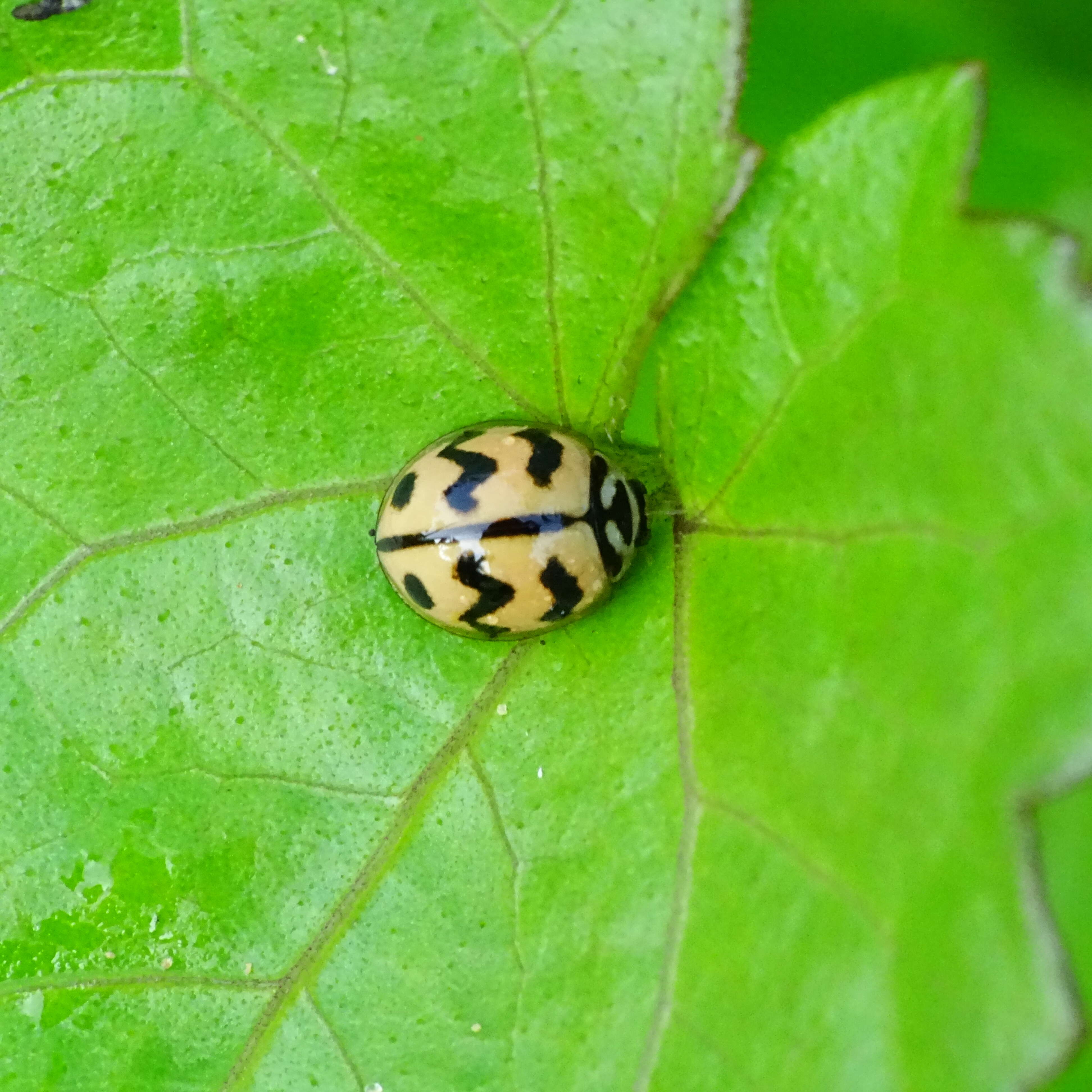 Image of Six-spotted Zigzag Ladybird