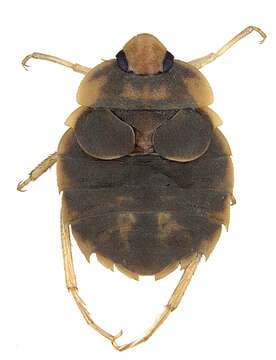 Image of Aphelocheirus subgen. Aphelocheirus Westwood 1833