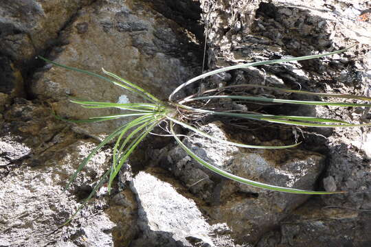 Image of yellow salsify