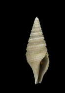 Image of Gemmuloborsonia moosai Sysoev & Bouchet 1996