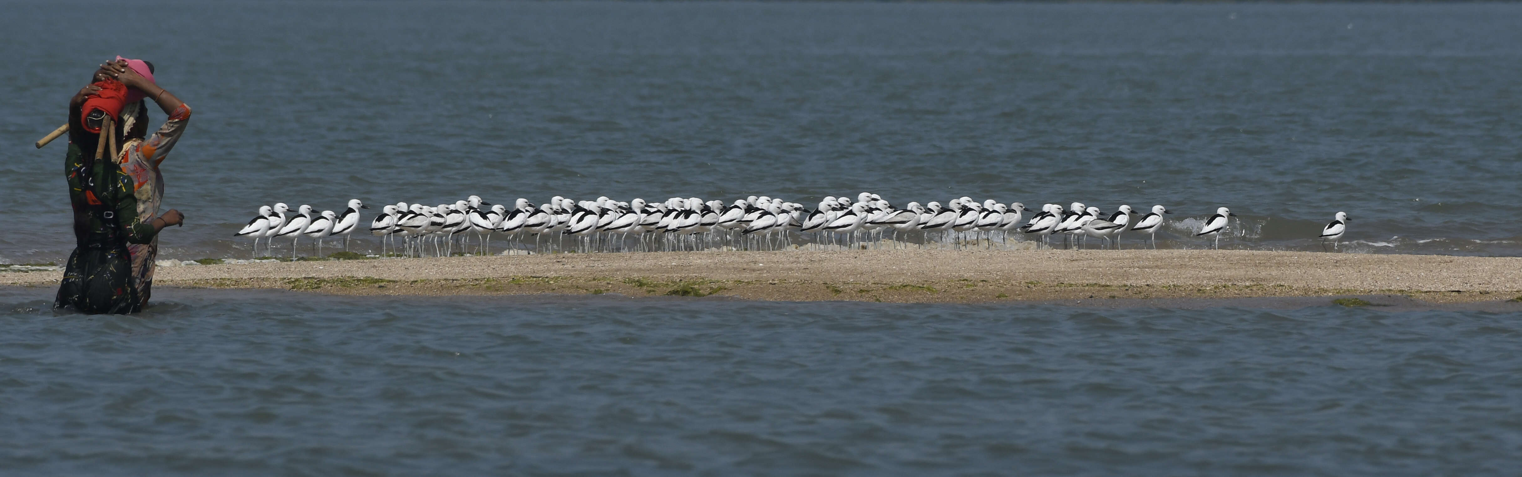 Dromadidae resmi