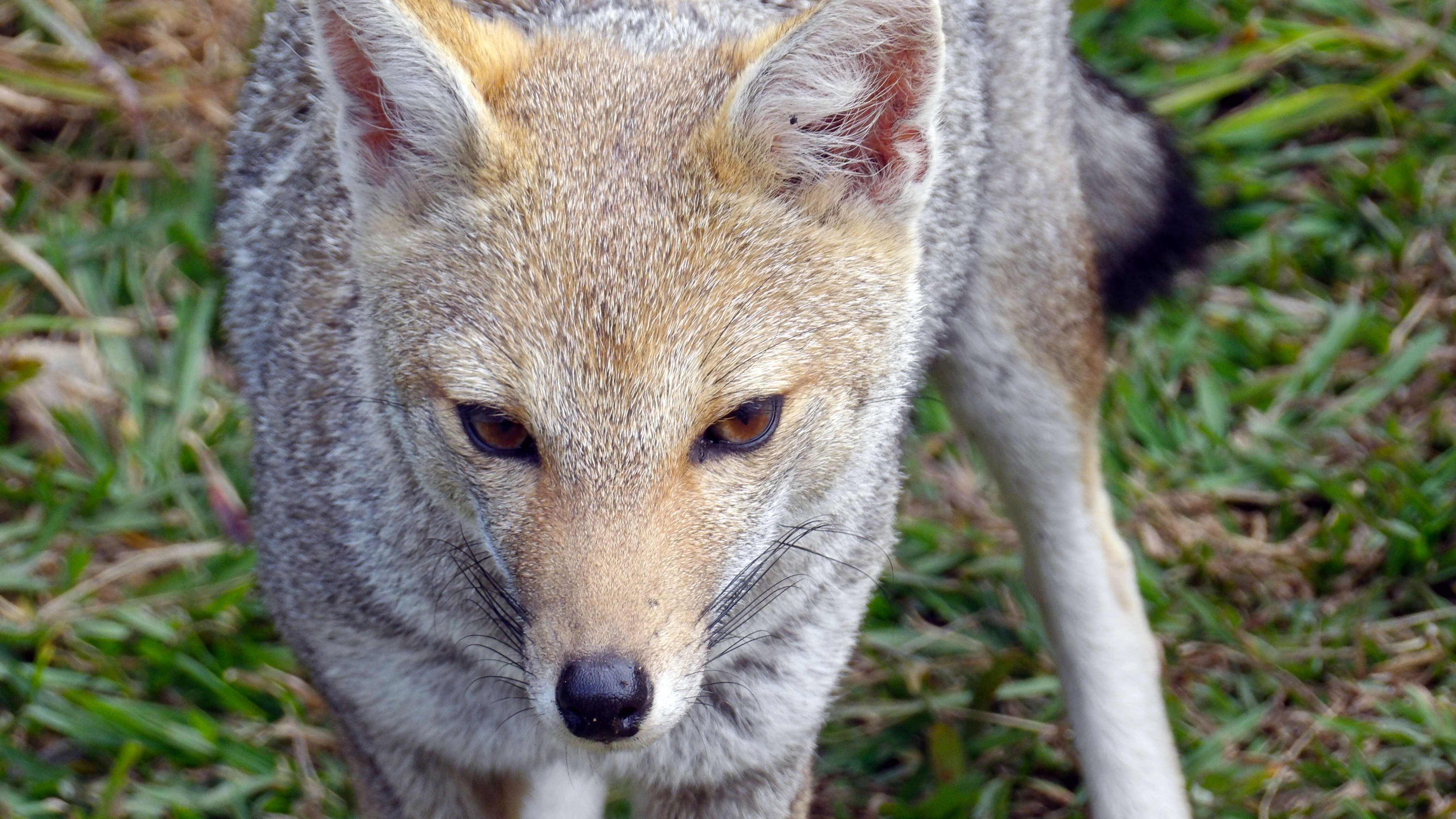 Image of Lycalopex gymnocercus