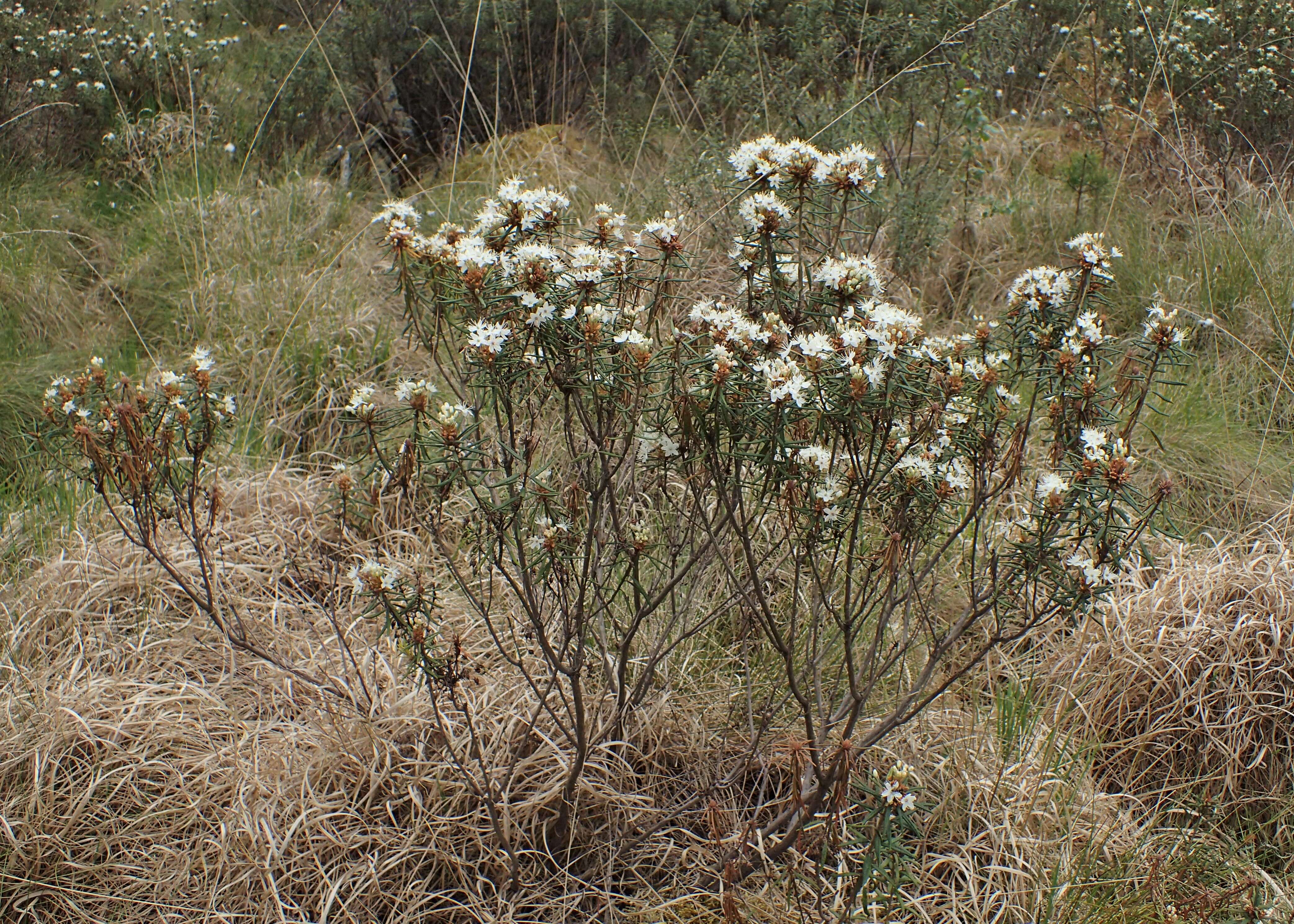 Imagem de Rhododendron tomentosum (Stokes) Harmaja