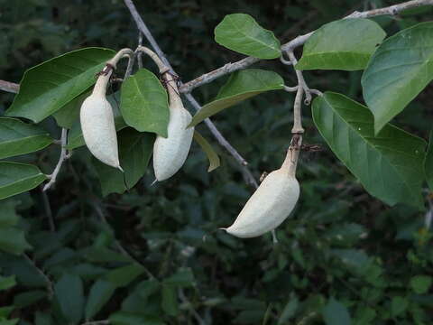 Plancia ëd Pterospermum suberifolium (L.) Lam.