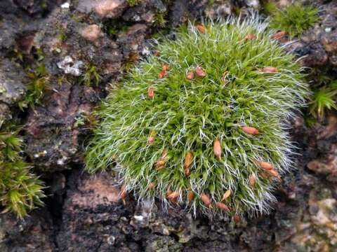 Image of pulvinate dry rock moss