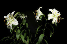 Lilium auratum Lindl. resmi