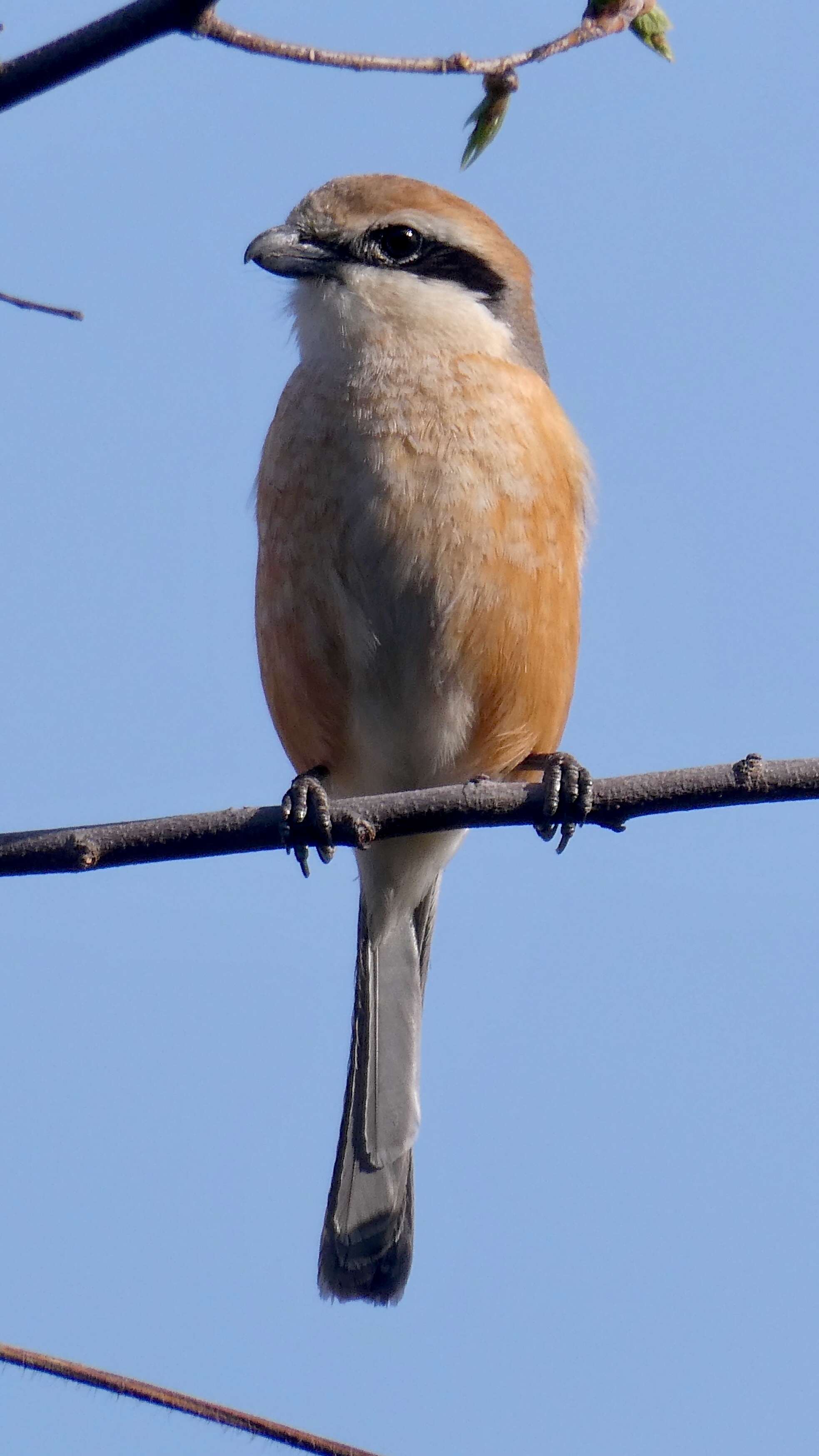 Image of Bull-headed Shrike