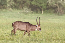 Image of Reduncinae