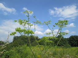 Imagem de Pastinaca sativa L.