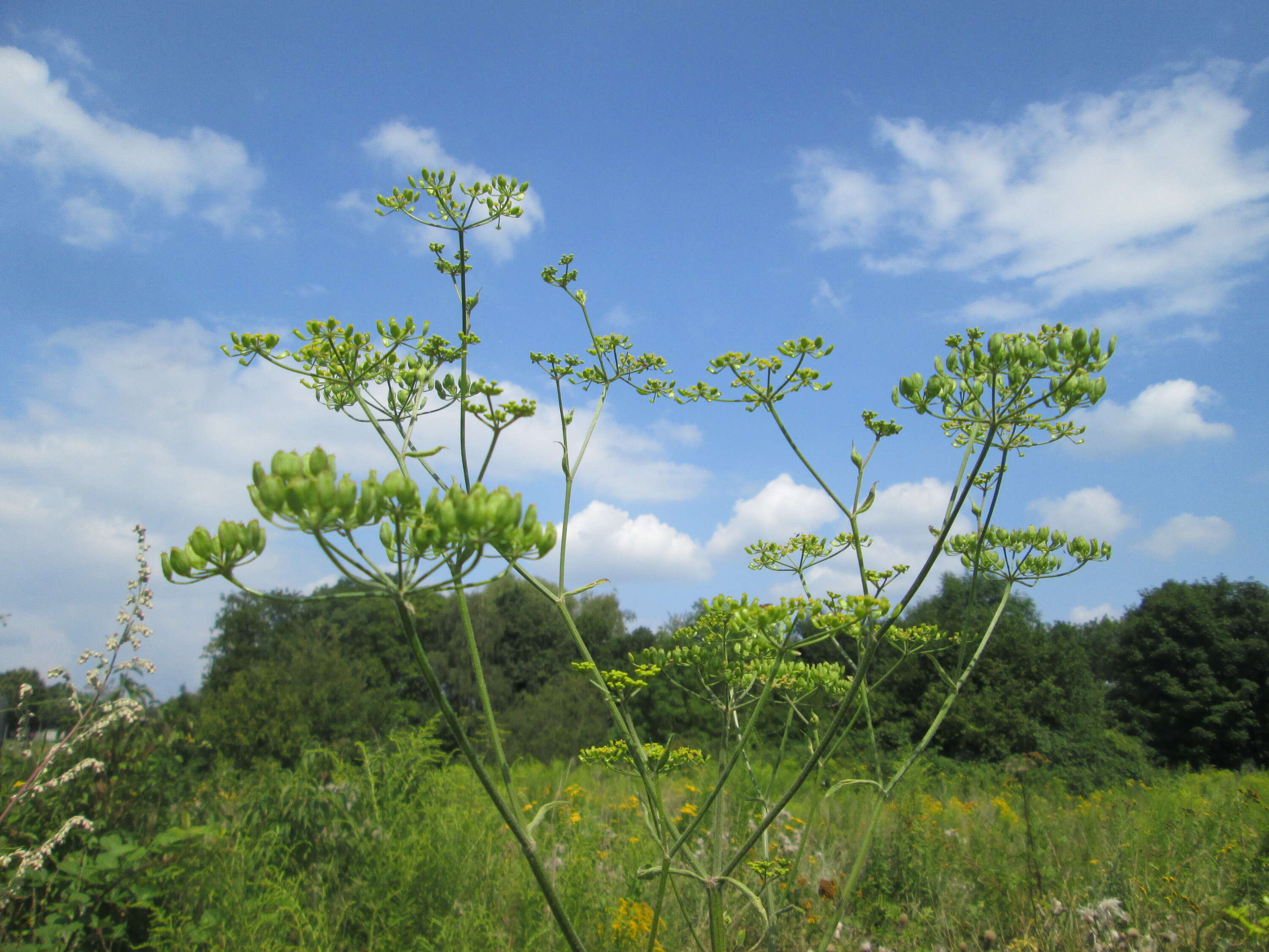 Image of wild parsnip