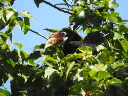 Image of Narcondam Hornbill