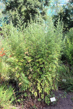 Image of Japanese mugwort