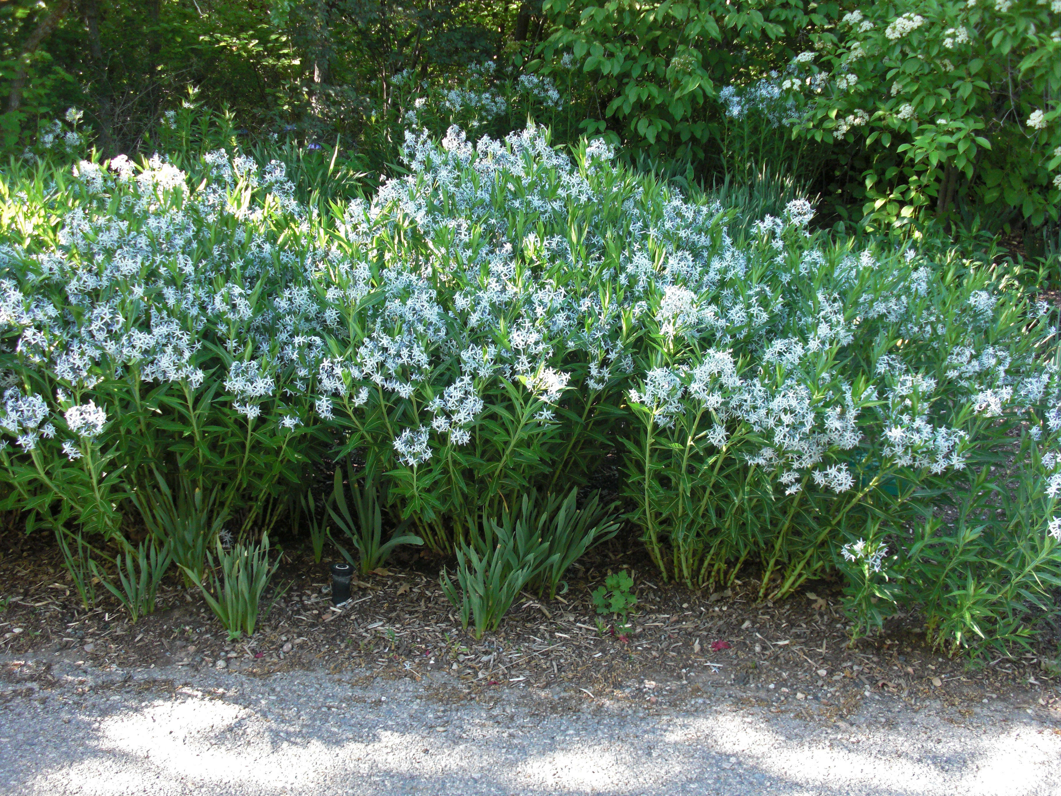 Image of fringed bluestar