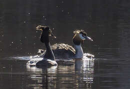 Image of Podiceps Latham 1787