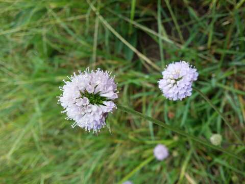 Image of Devil’s Bit Scabious