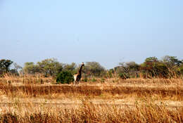 Image of Kordofan giraffe