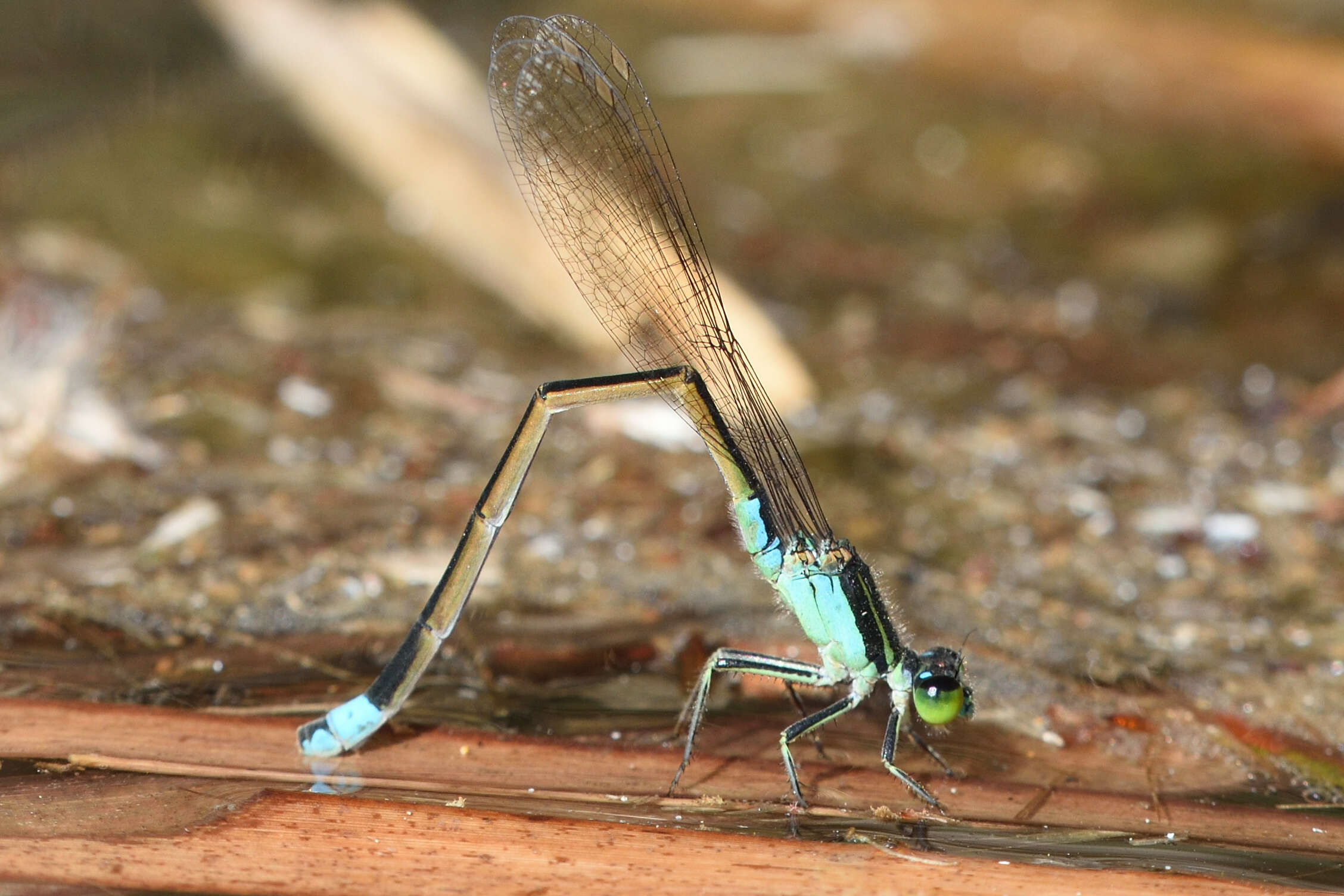 Image of Senegal bluetail