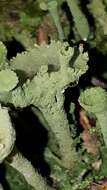 Image of cup lichen