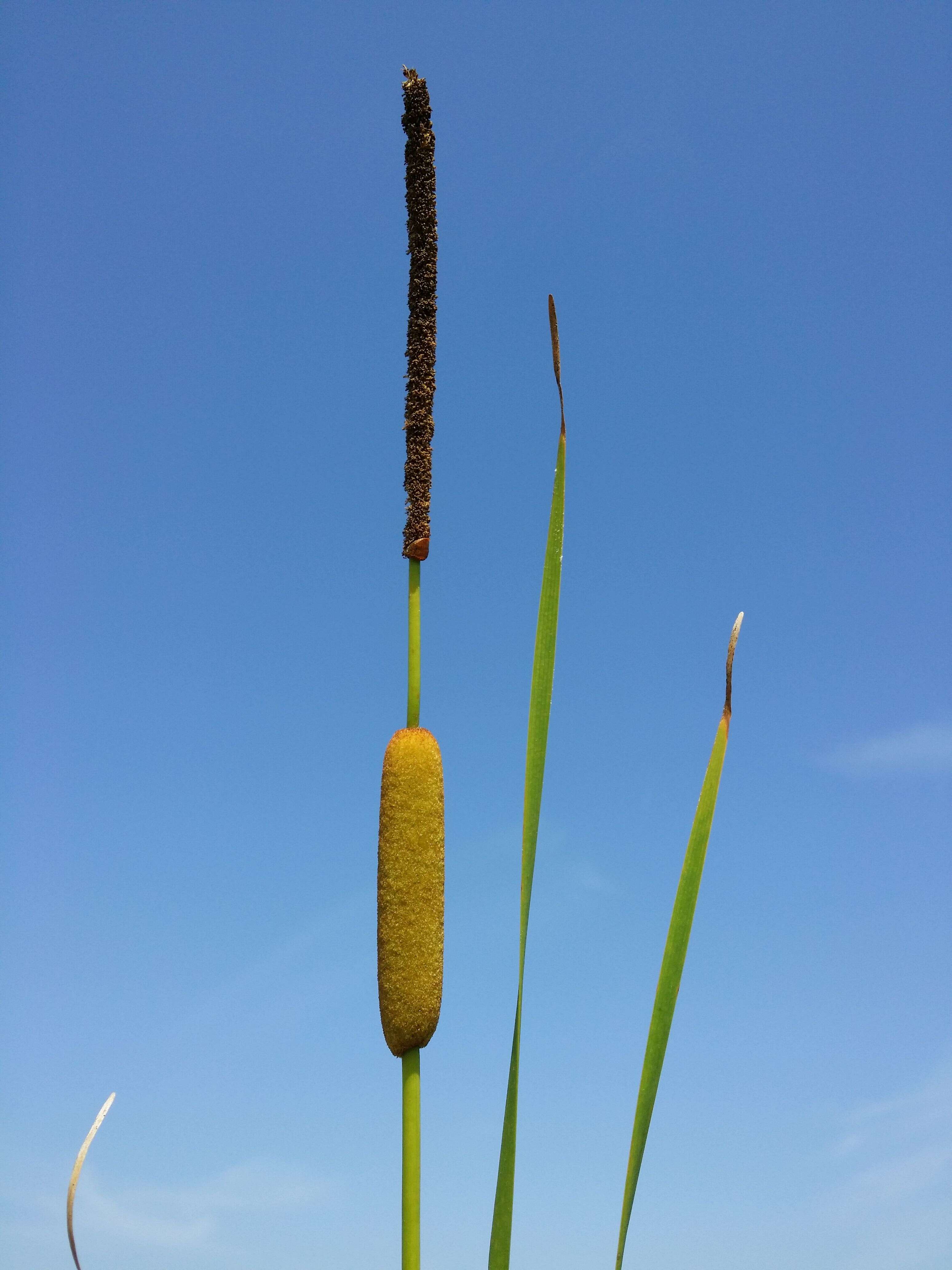 Image of graceful cattail