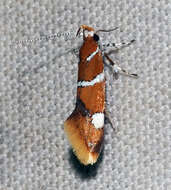 Image of Suzuki's Promalactis Moth