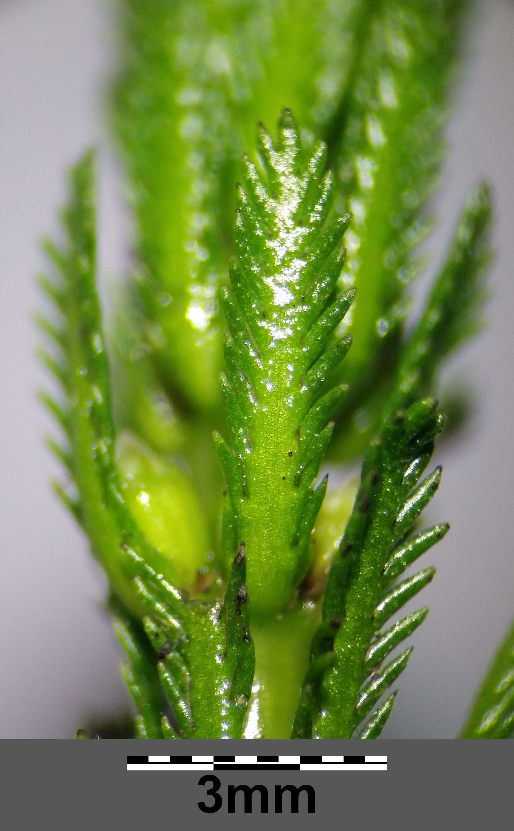 Слика од Myriophyllum verticillatum L.