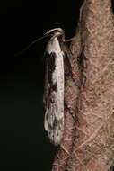 Image of birch sober