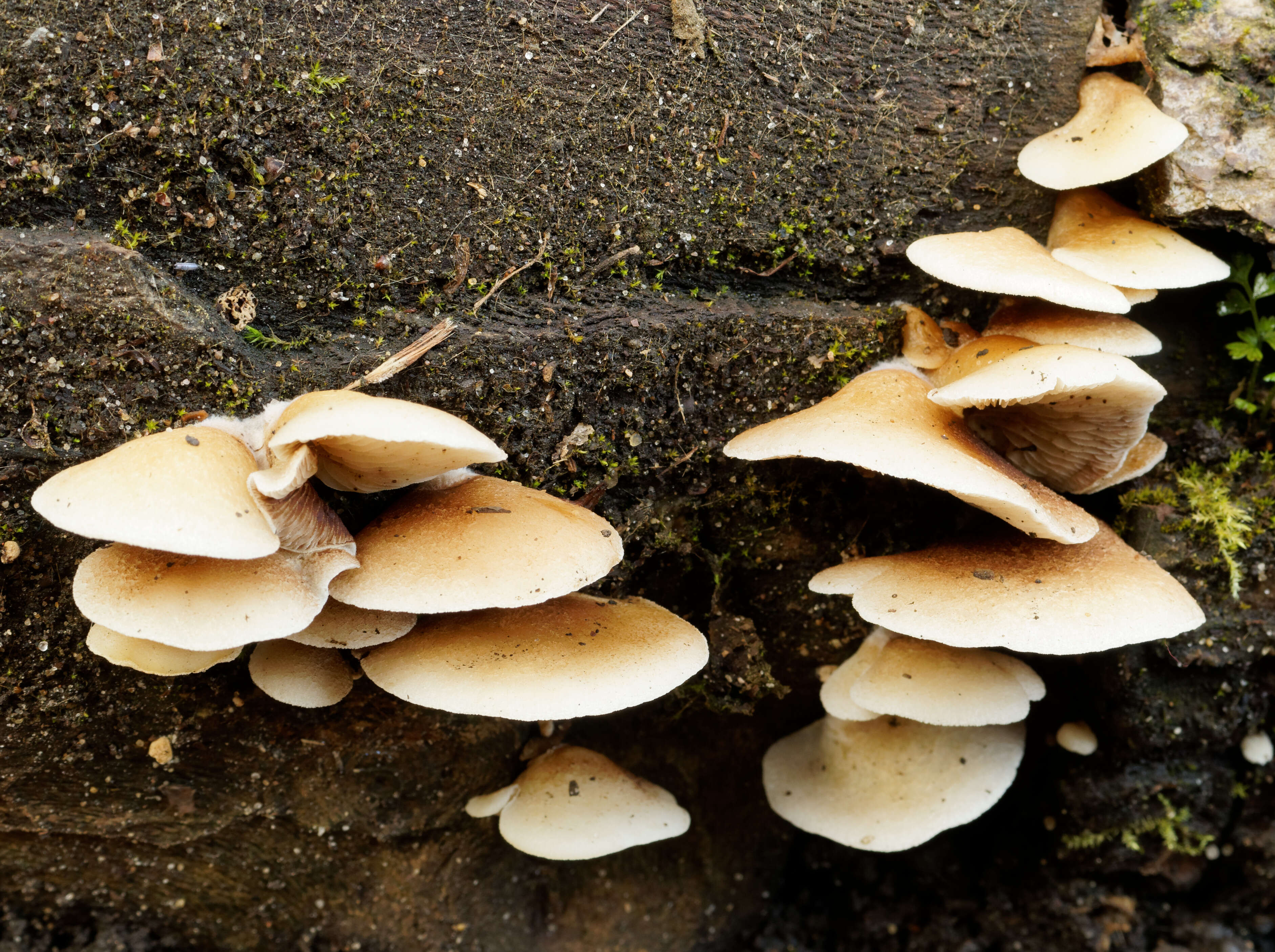 Image of Crepidotus mollis (Schaeff.) Staude 1857