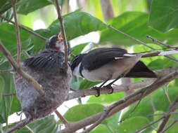 Image of Philippine Pied Fantail