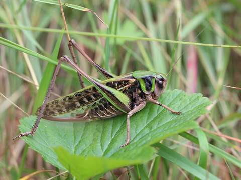 Image of Wart-biter cricket