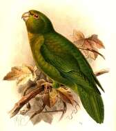 Image of Andean Parakeet