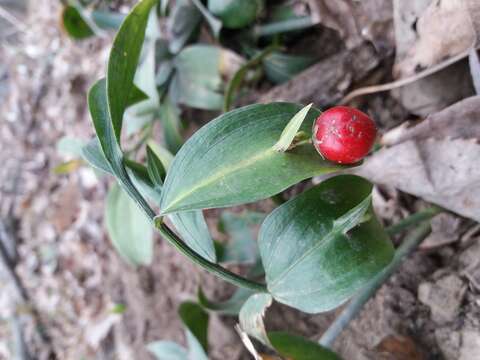 Imagem de Ruscus hypoglossum L.