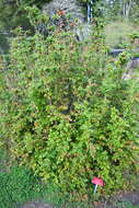 Image of wavyleaf barberry