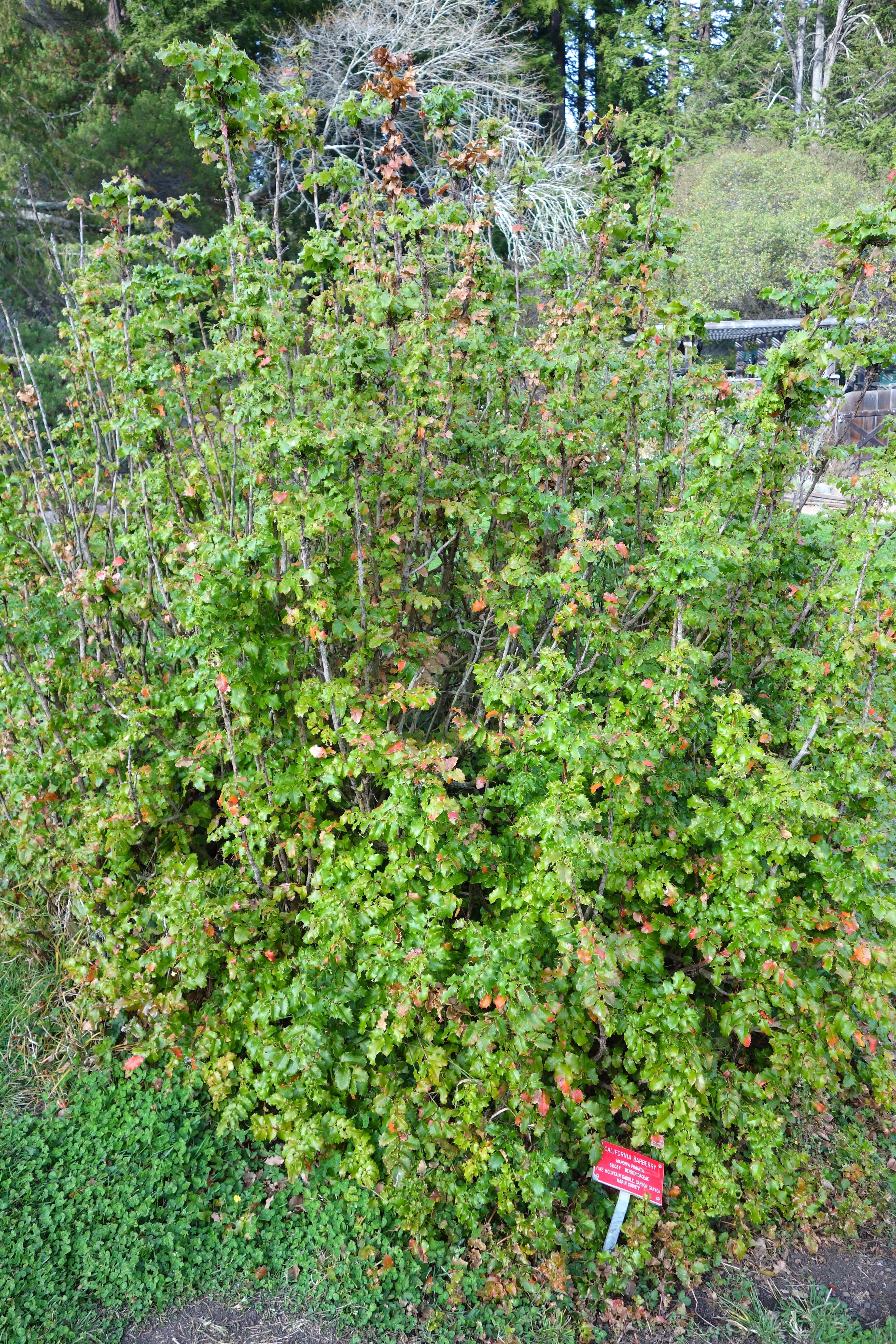 Image of wavyleaf barberry