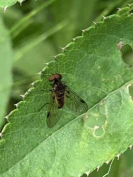 Image of Chrysopilus cristatus