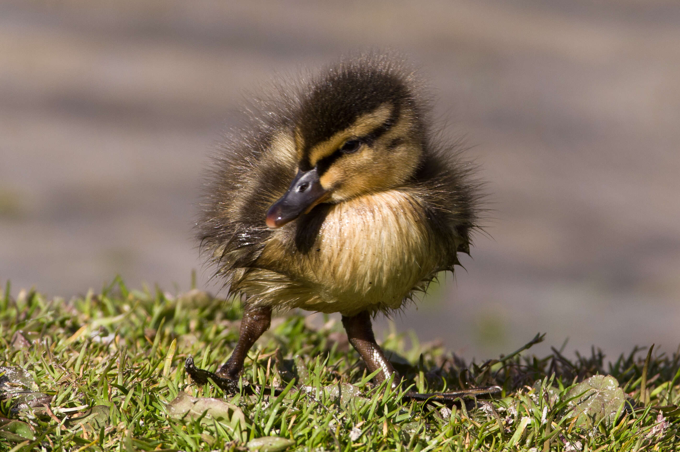 Image of Common Mallard